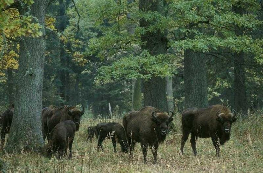 bialowieza-national-park-warsaw