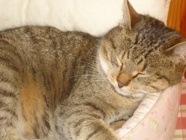 Caring for your pets in Sofia