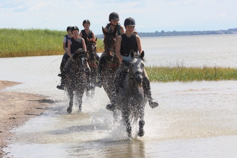 Sassi Horse Farm
