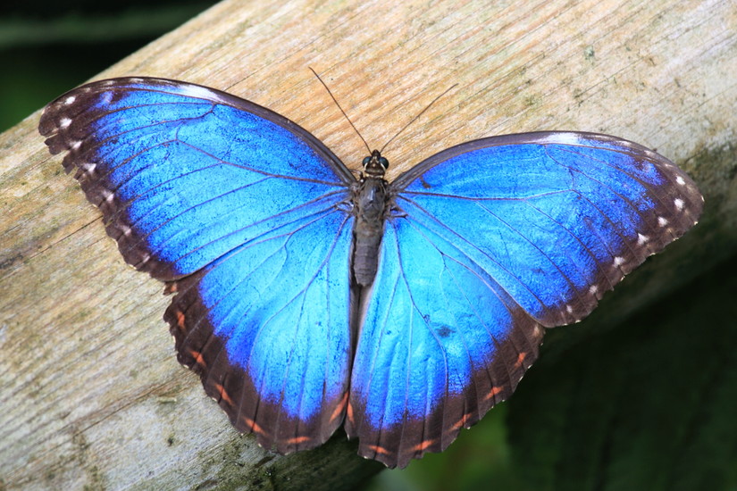 Papiliorama | Day trips | Zurich