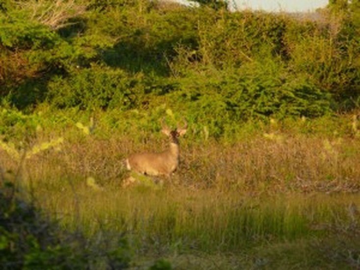 Whitetail deer