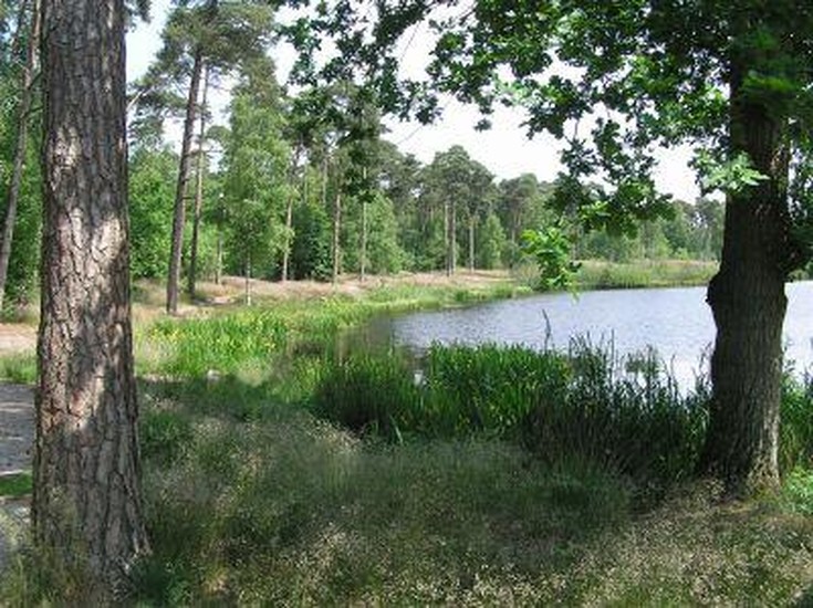 The forests and fens of Oisterwijk