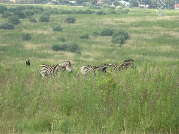 Groenkloof Nature Reserve | Sightseeing | Pretoria