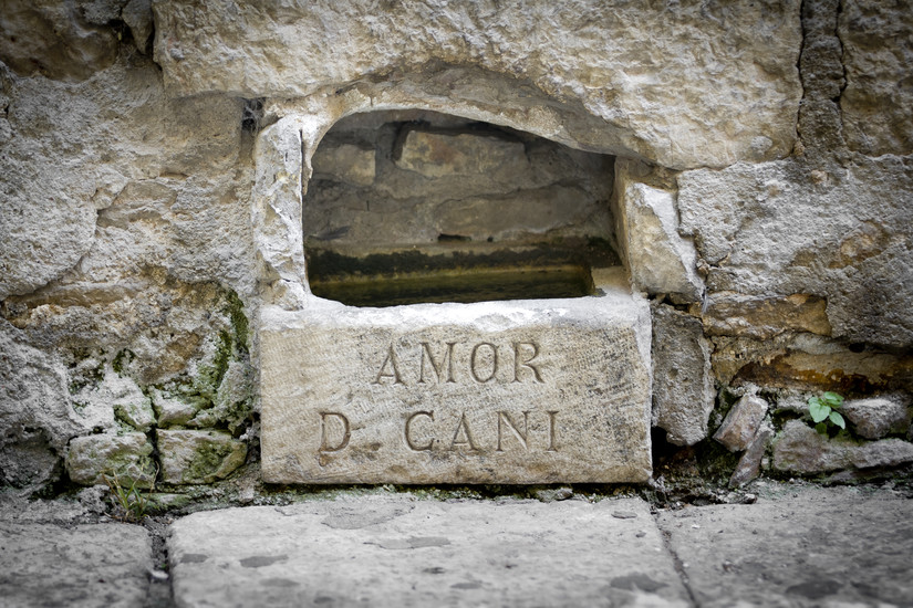Amor di cani