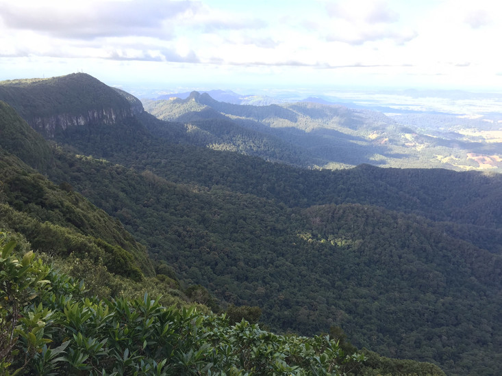 Springbrook National Park The Hinterland Gold Coast