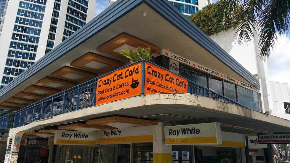 Crazy Cat Café Cafes Gold Coast