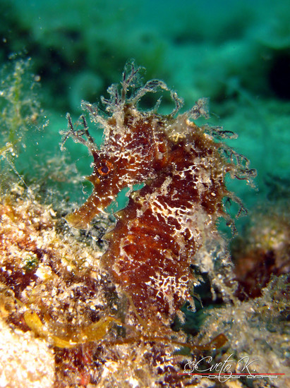 Kostrena Diving Center