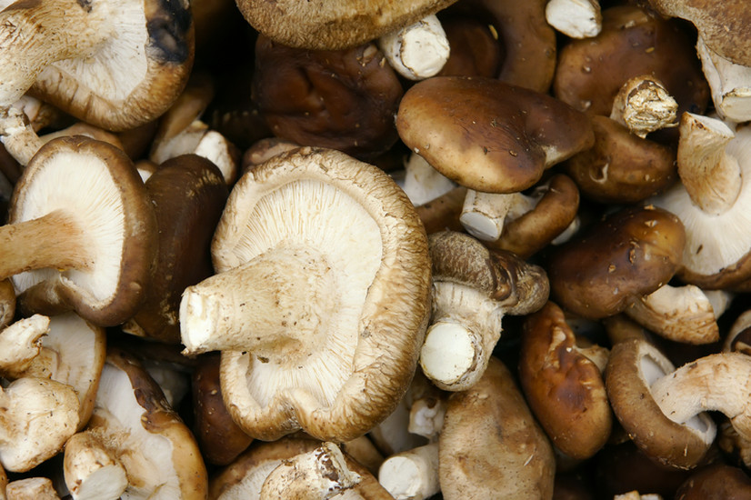 Mashroom Festival in Stara Sušica