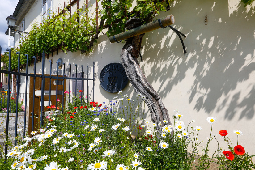 The Old Vine House