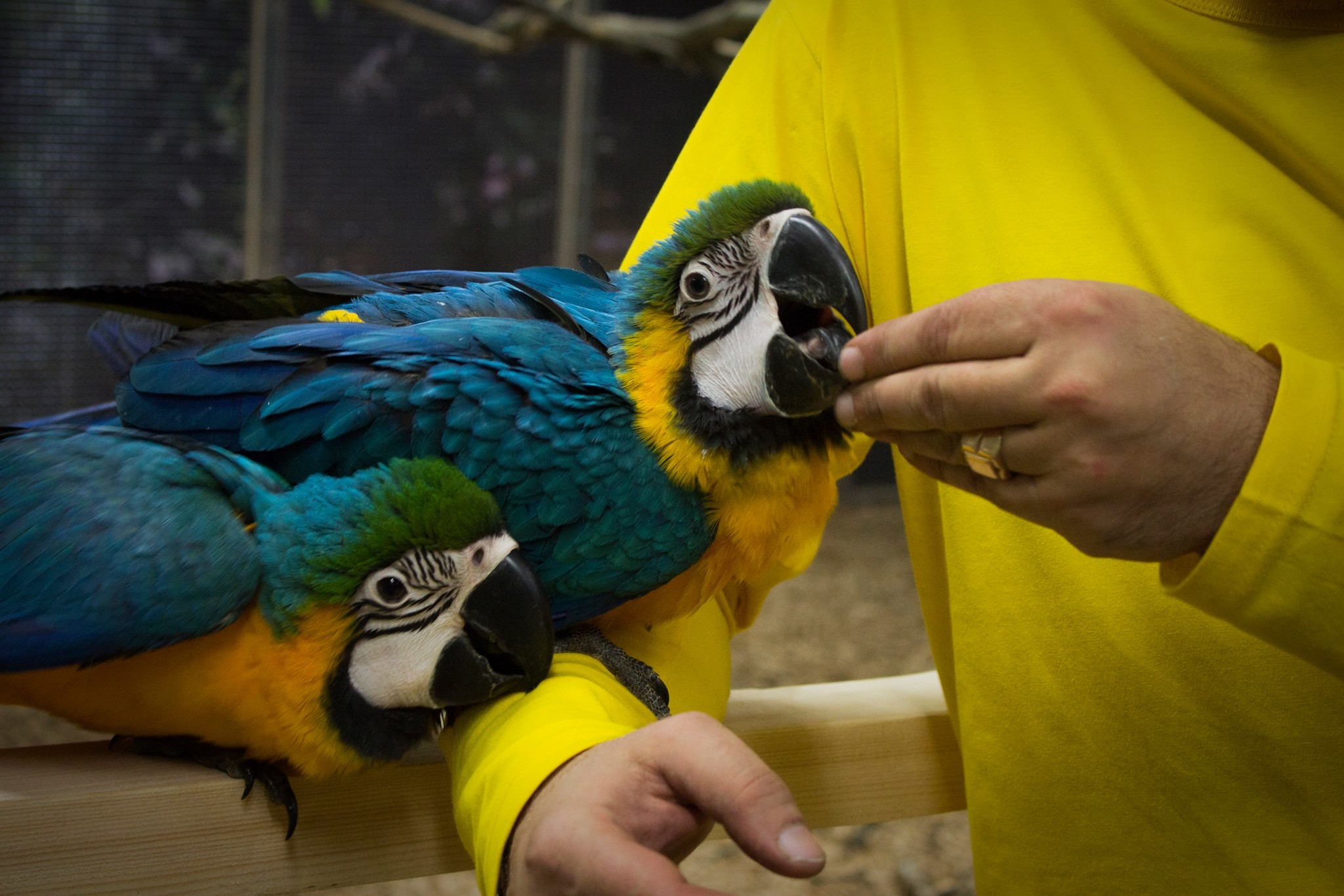 Carmen Parrot Centre