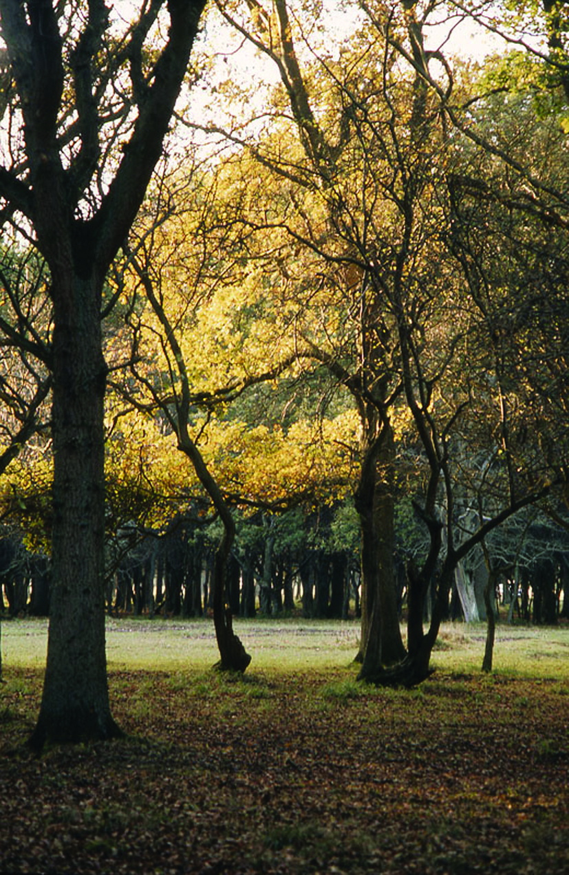 Cultural walking in and around Dublin