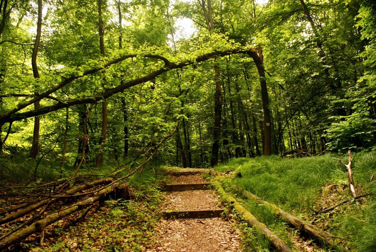 Wolski Forest