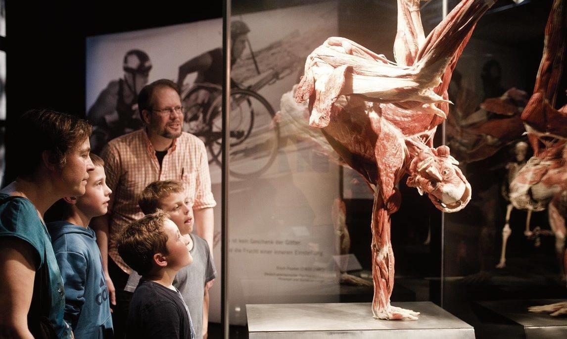 Gunther von Hagen's Body Worlds: The Original Exhibition of Real Human  Bodies | Warsaw