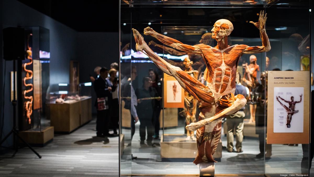 Body Worlds. մոսկովյան ցուցահանդեսում ցուցադրության են հանվել իրական