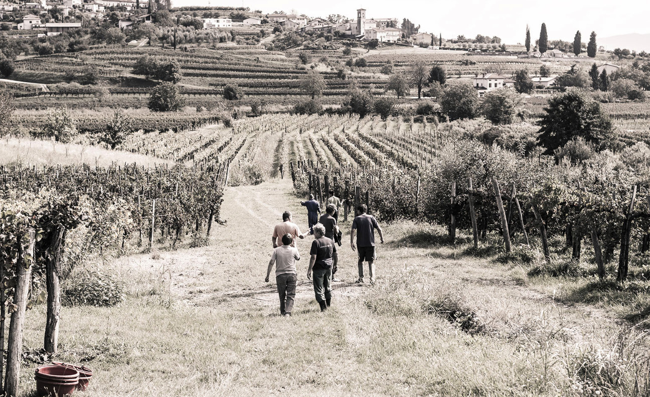 Cantina Simčič