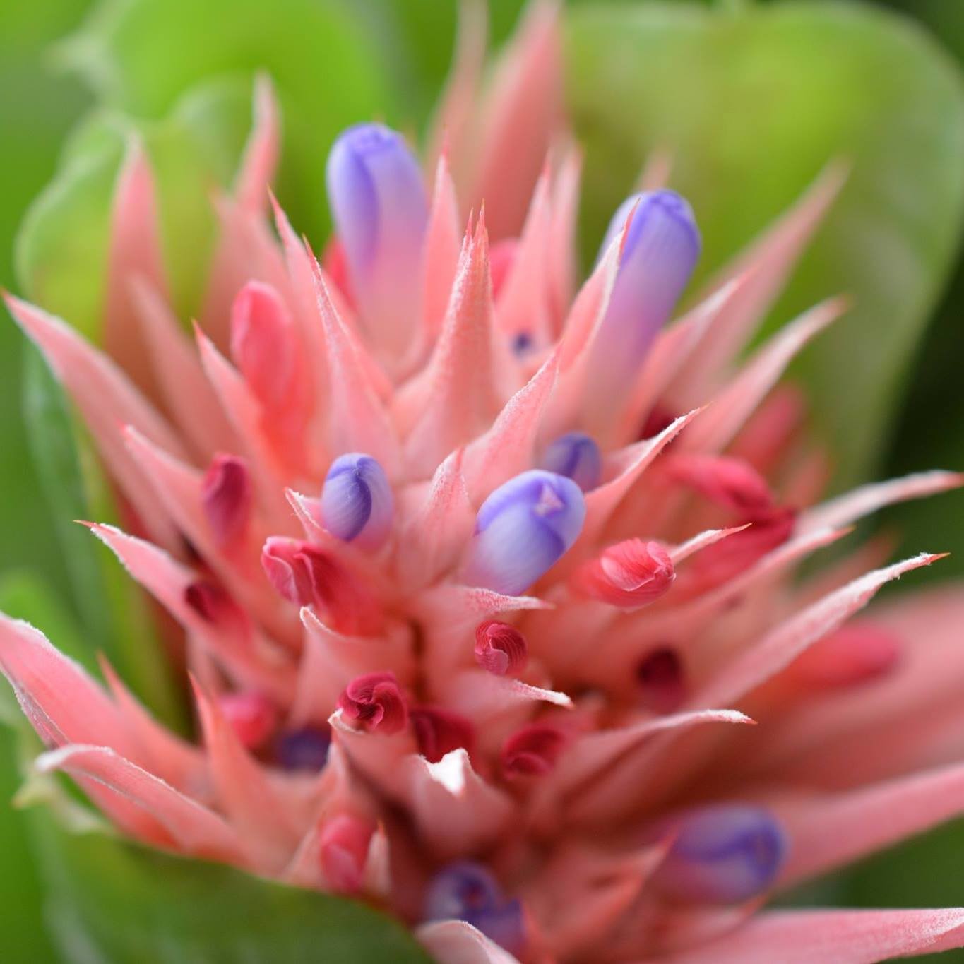 The University Botanical Gardens