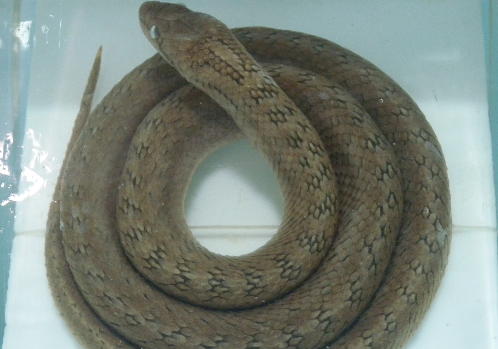 Dr. Nikola Nezlobinski Museum