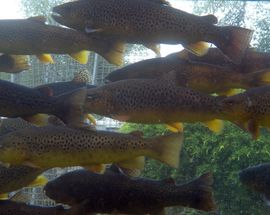 Ohrid trout