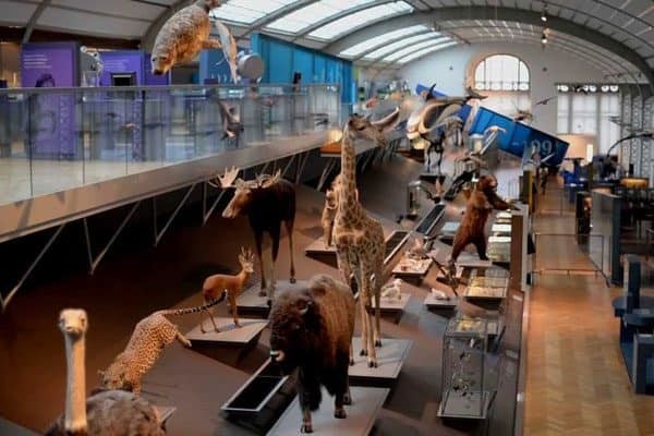 Museum Of Natural Sciences | Sightseeing | Brussels