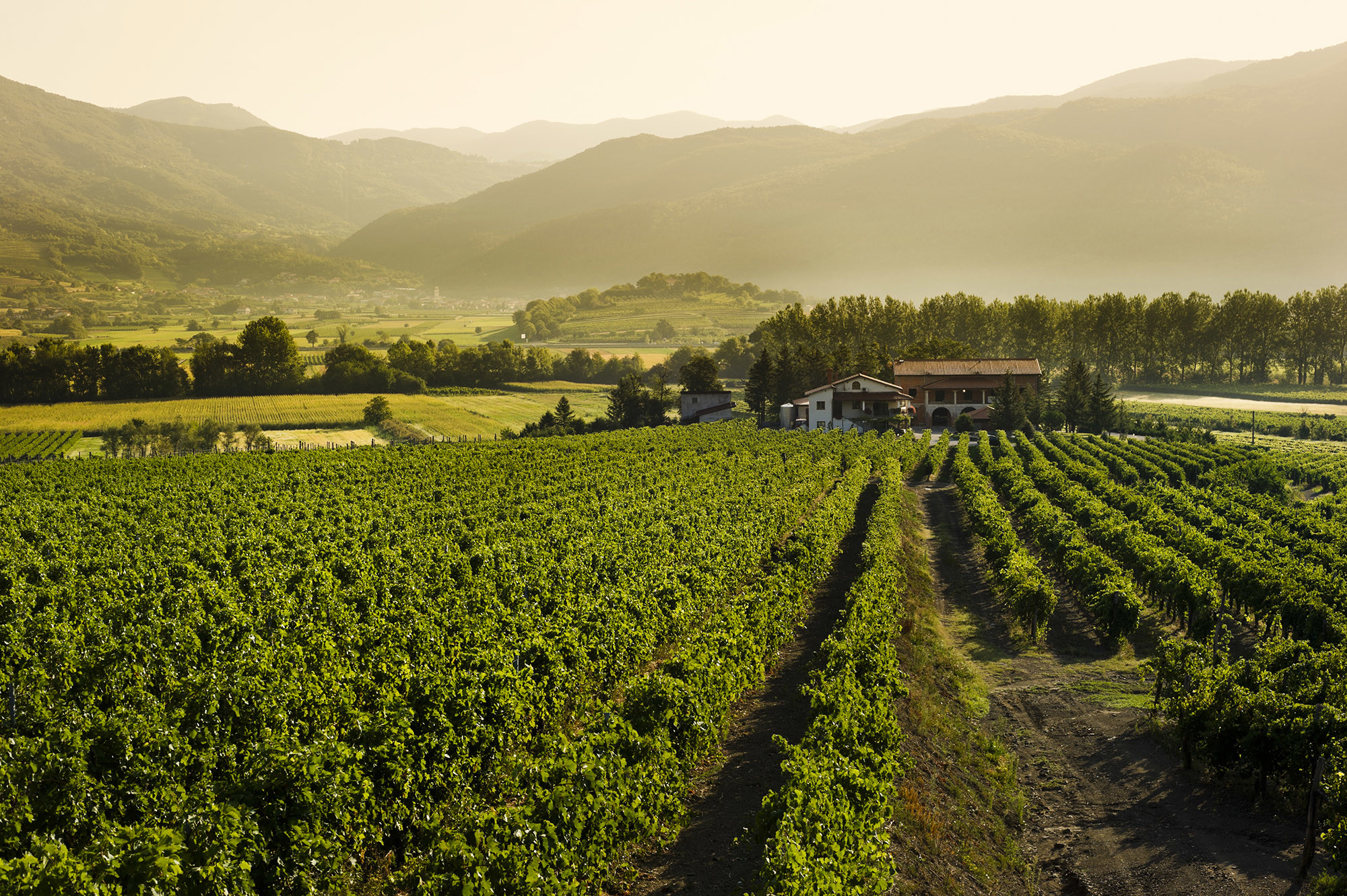 Rouna Winery