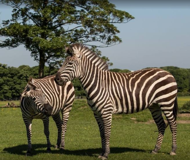 Knowsley Safari Park