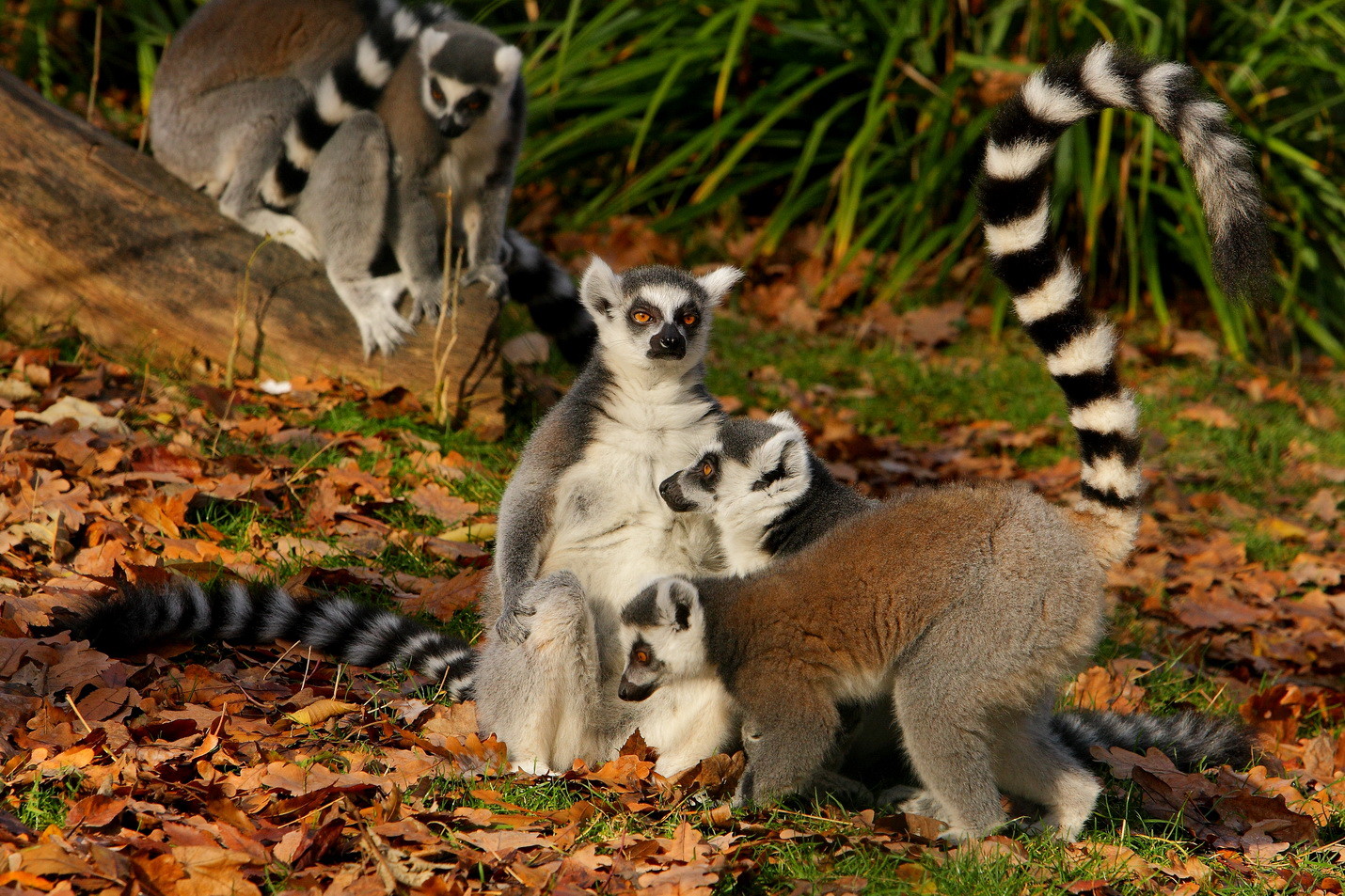 Maksimir Park & the City Zoo