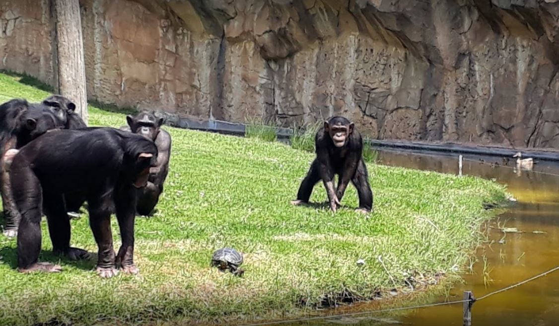 Jardim Zoologico