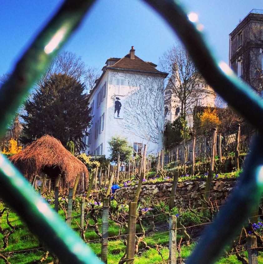 Paris’ secret vineyards