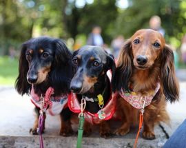 Dachshund Dog Parade in Kraków