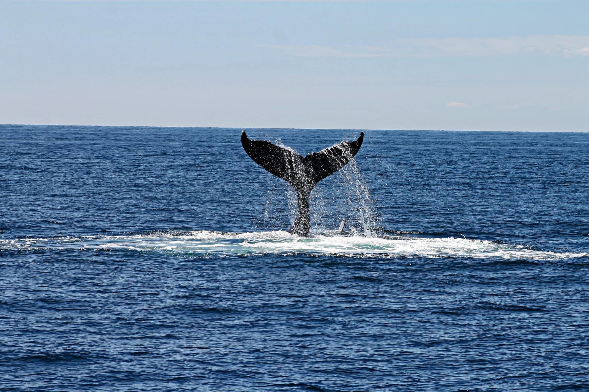 Whale Watching Tour