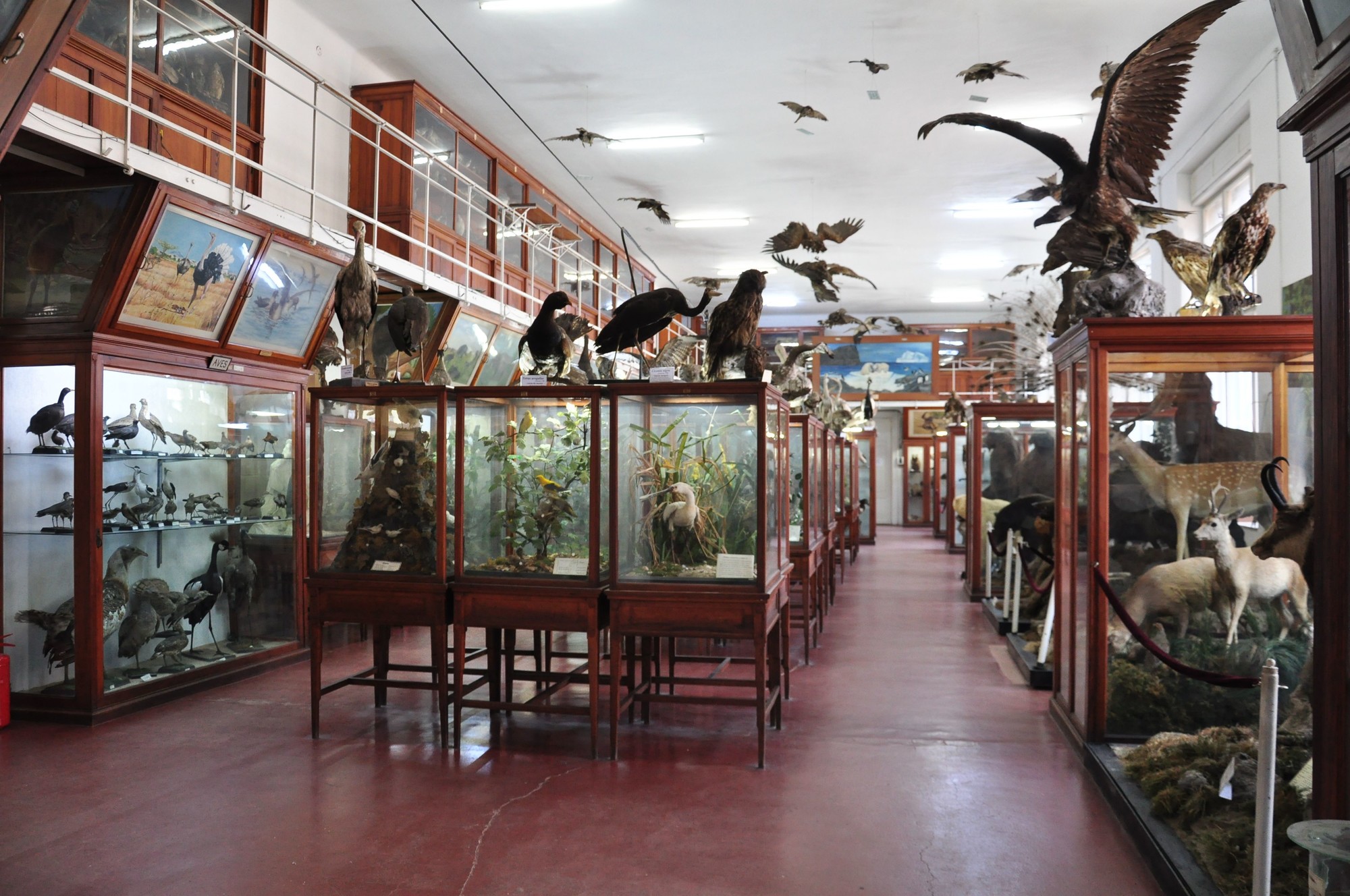 Zoological Museum