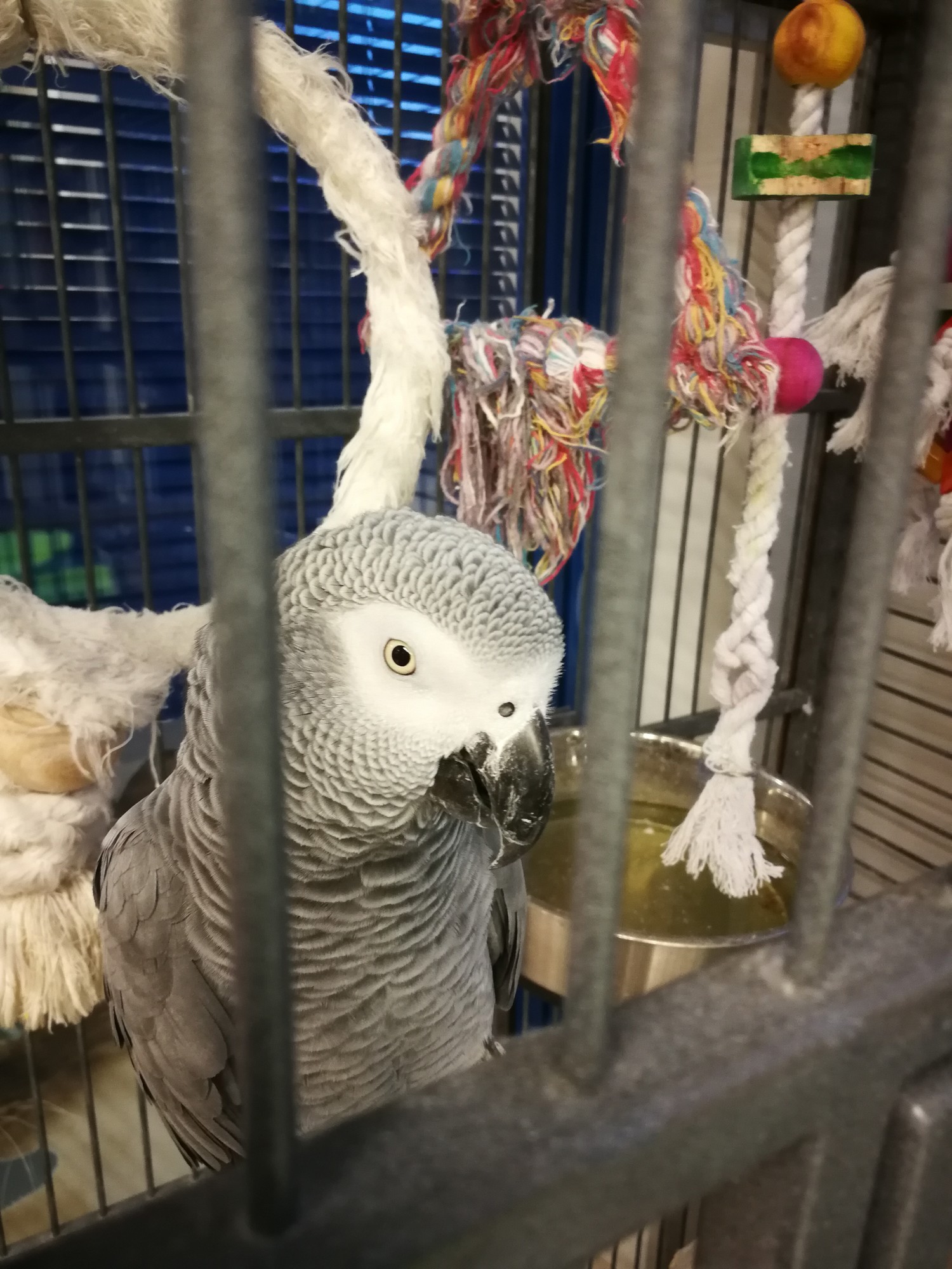 Meet Dr. Georgiev from the Blue Cross Veterinary Hospital