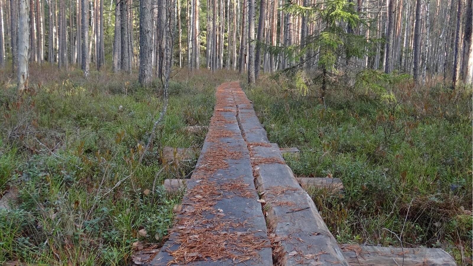 Järvselja Forestry District