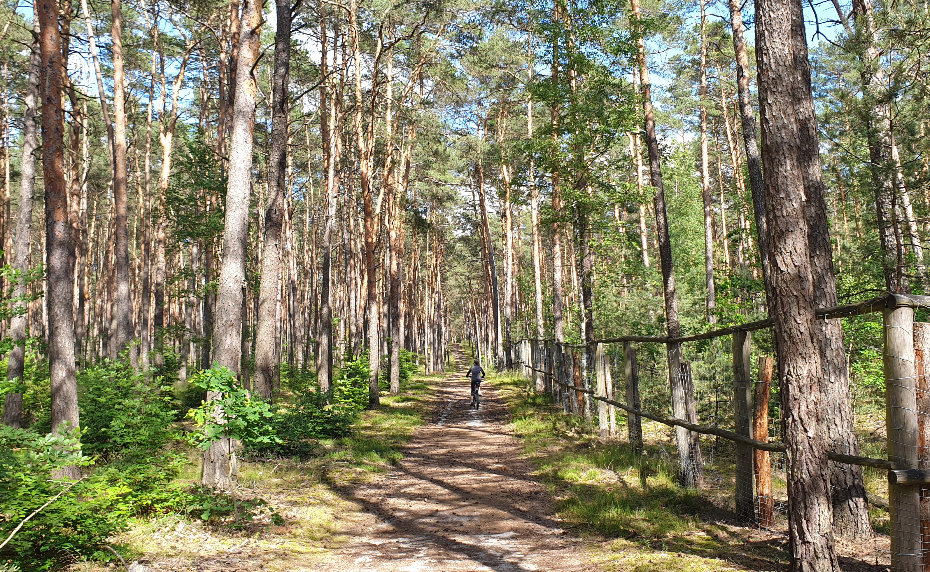 Kampinos Forest