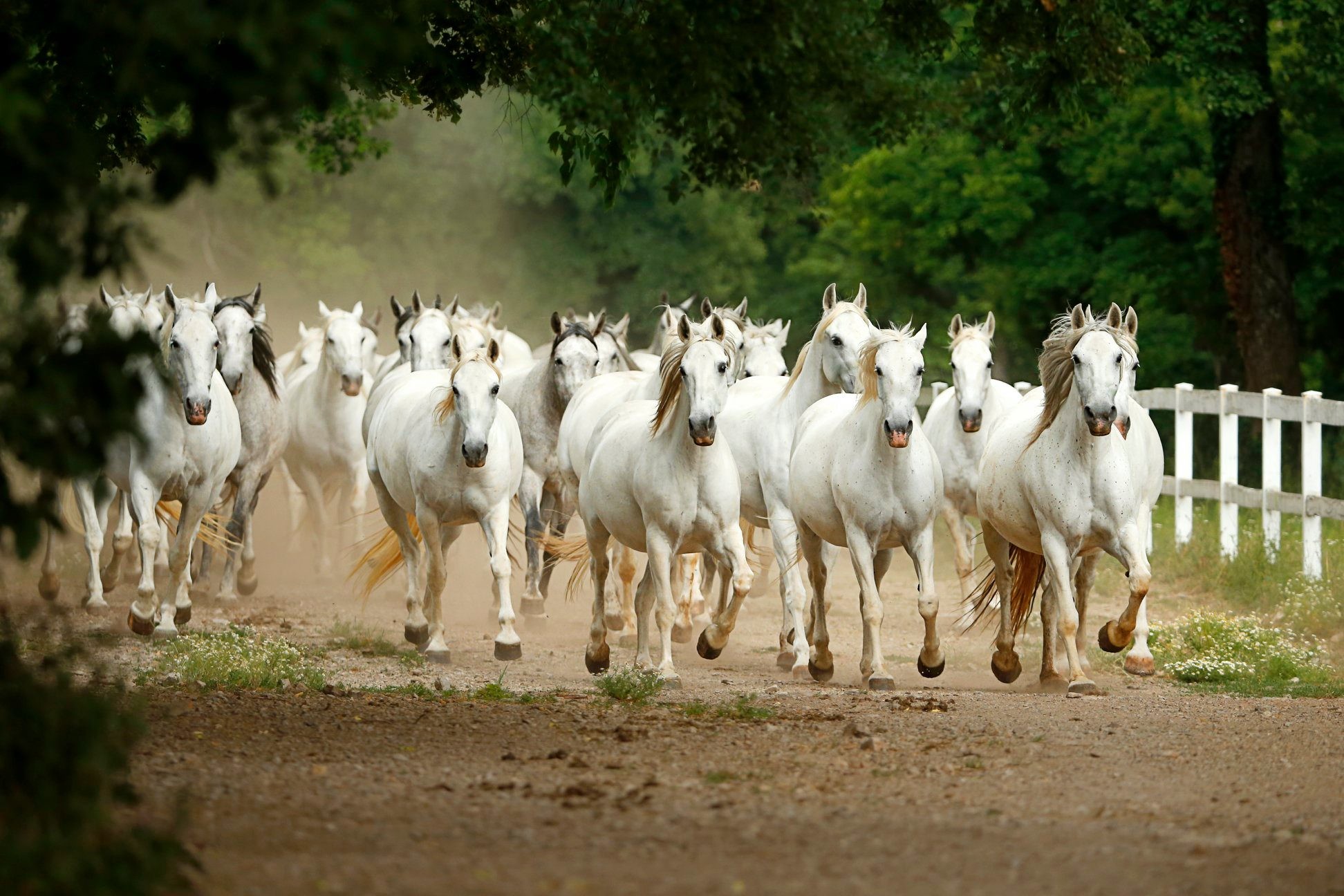 Lipica Stud Farm