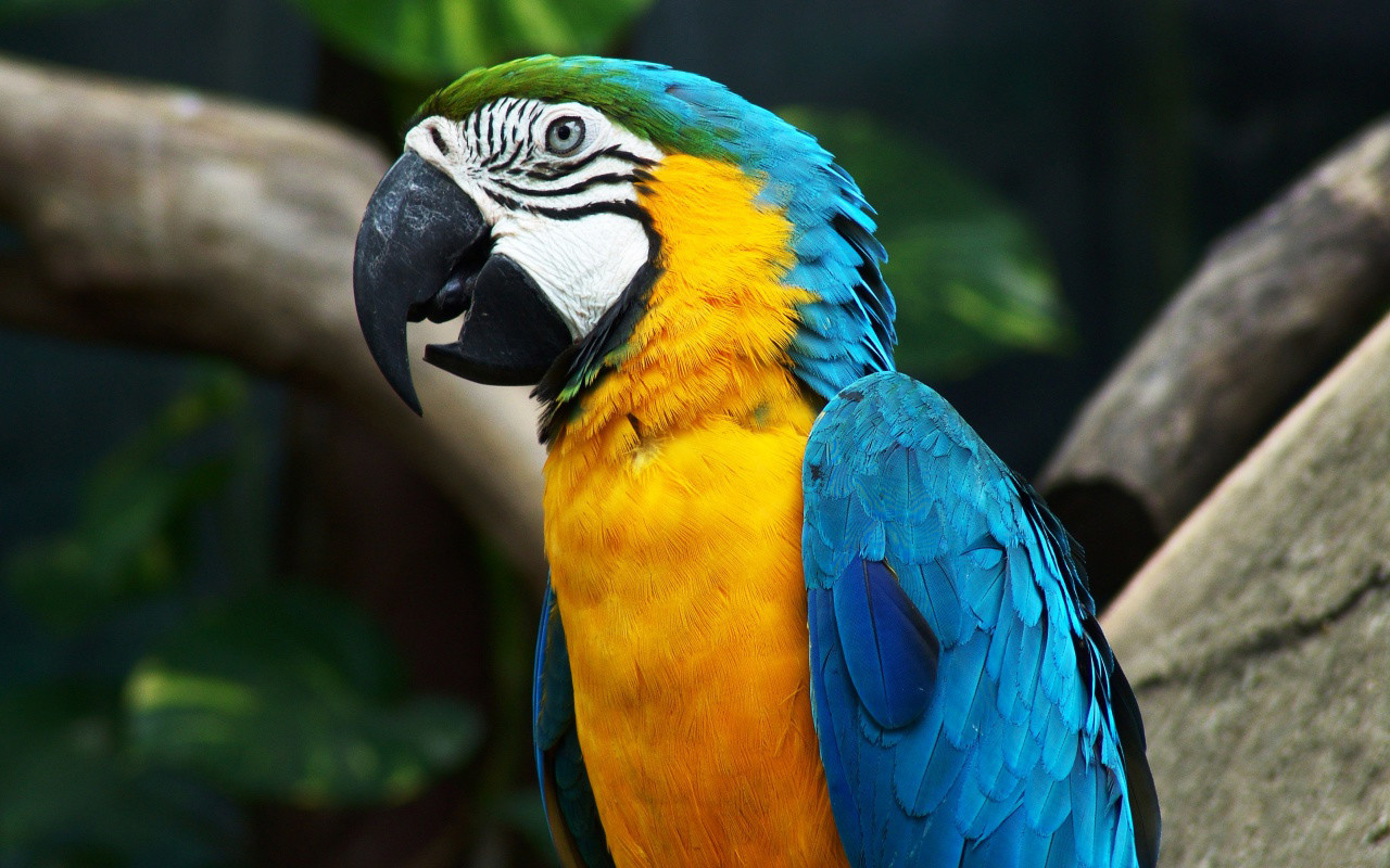 Montecasino Bird Gardens