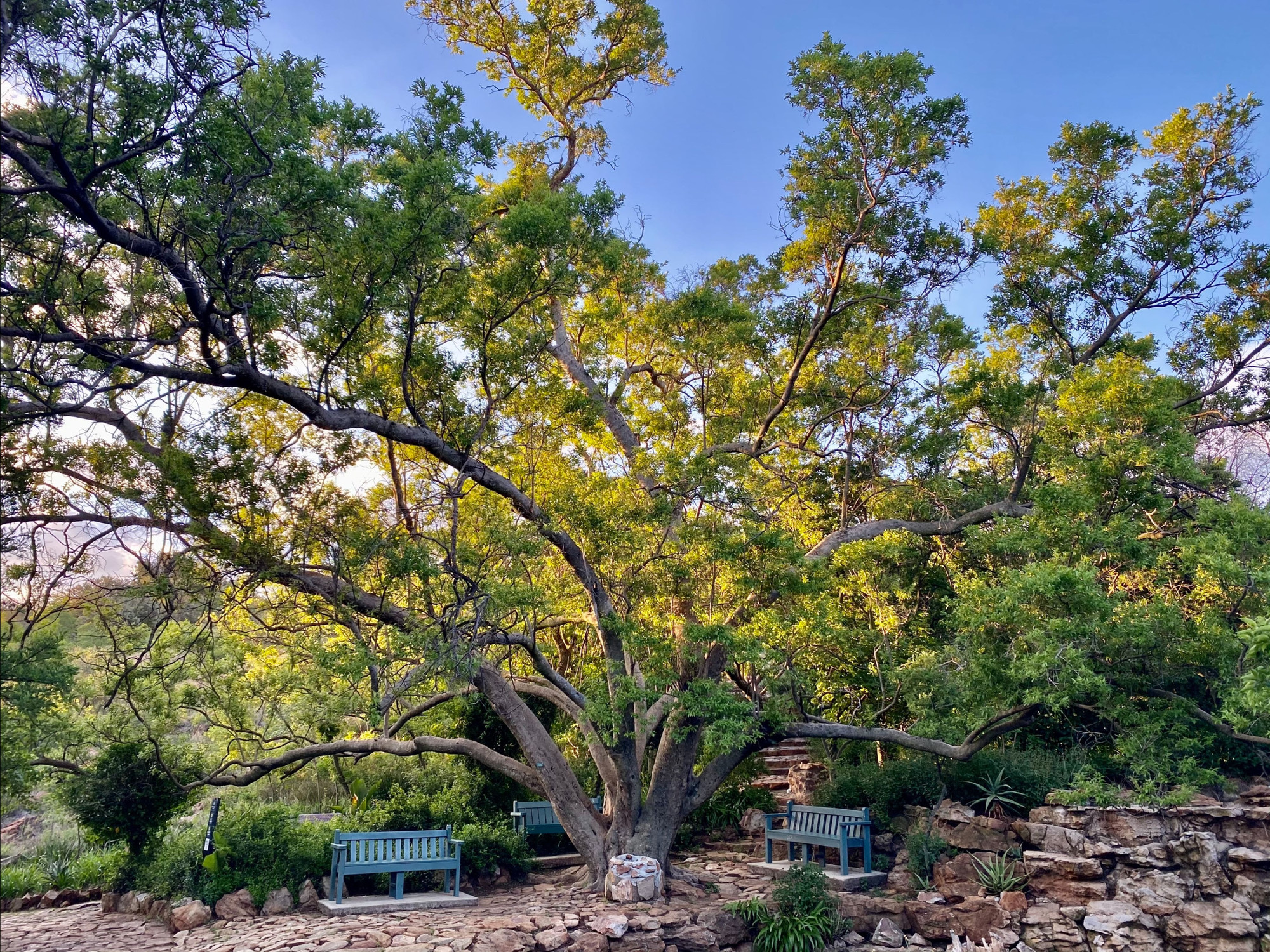 5 Beautiful Joburg walks