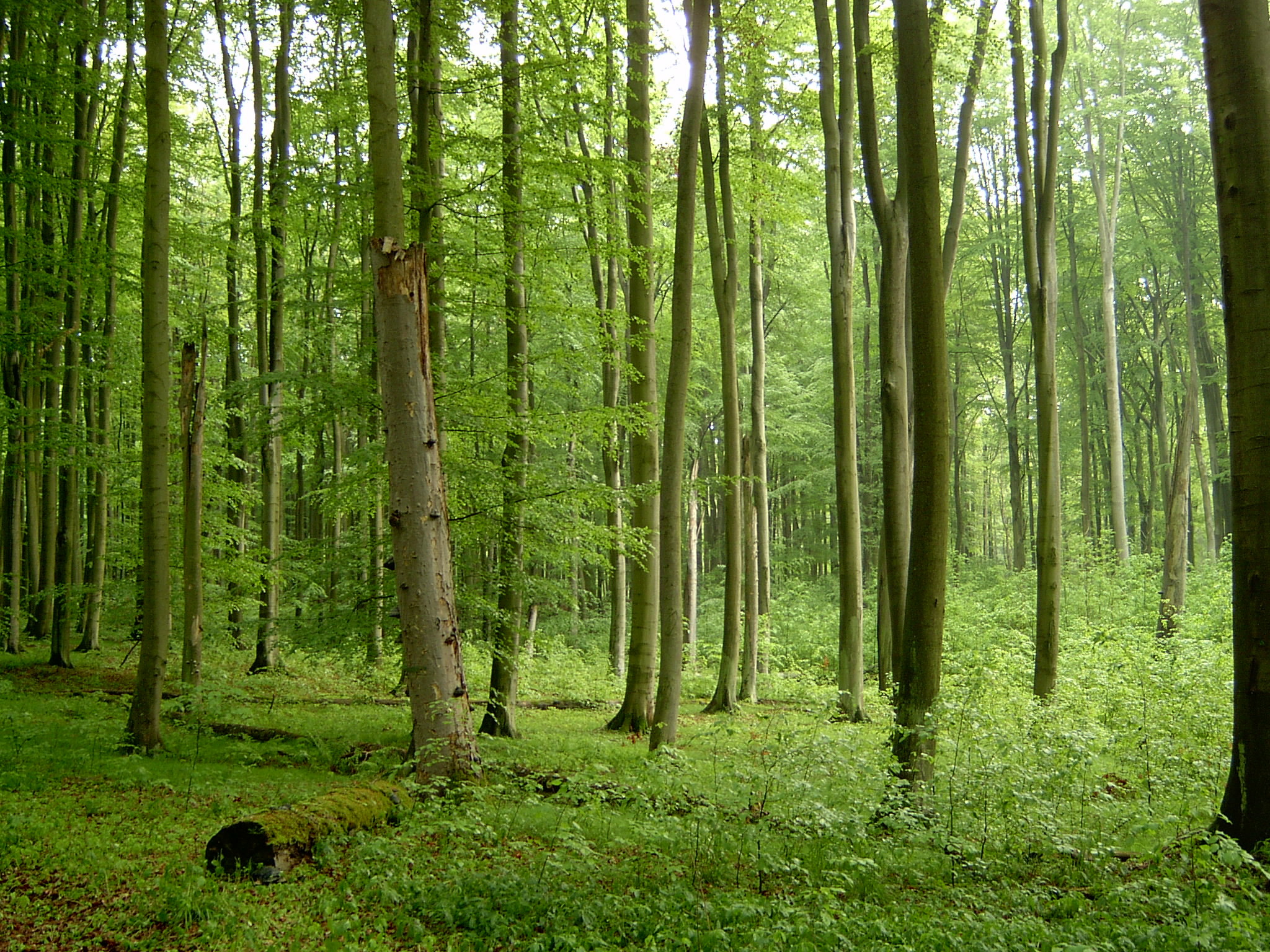 Szczecin Beech Forest