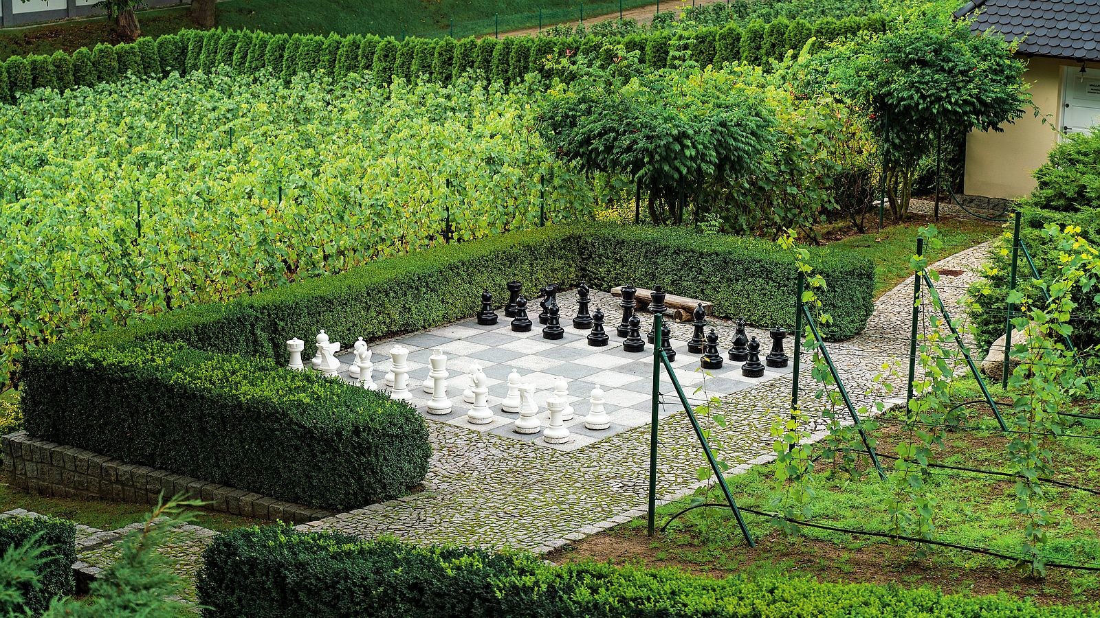 Vineyard Under the Linden Tree