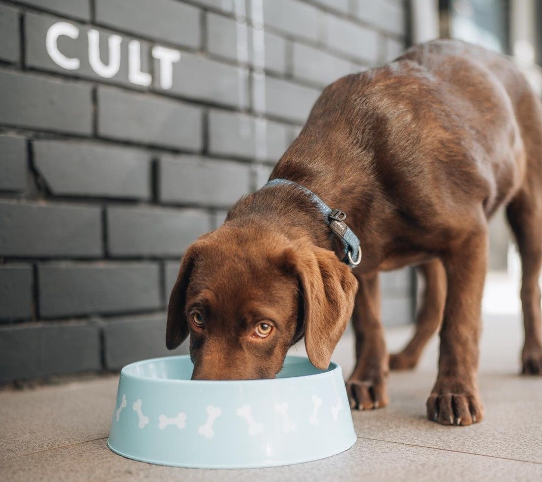 Dog-friendly cafés and coffee shops in Joburg