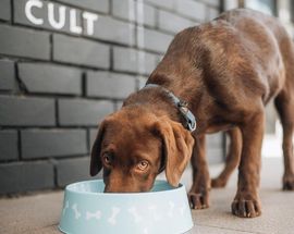 Dog-friendly cafés and coffee shops in Joburg