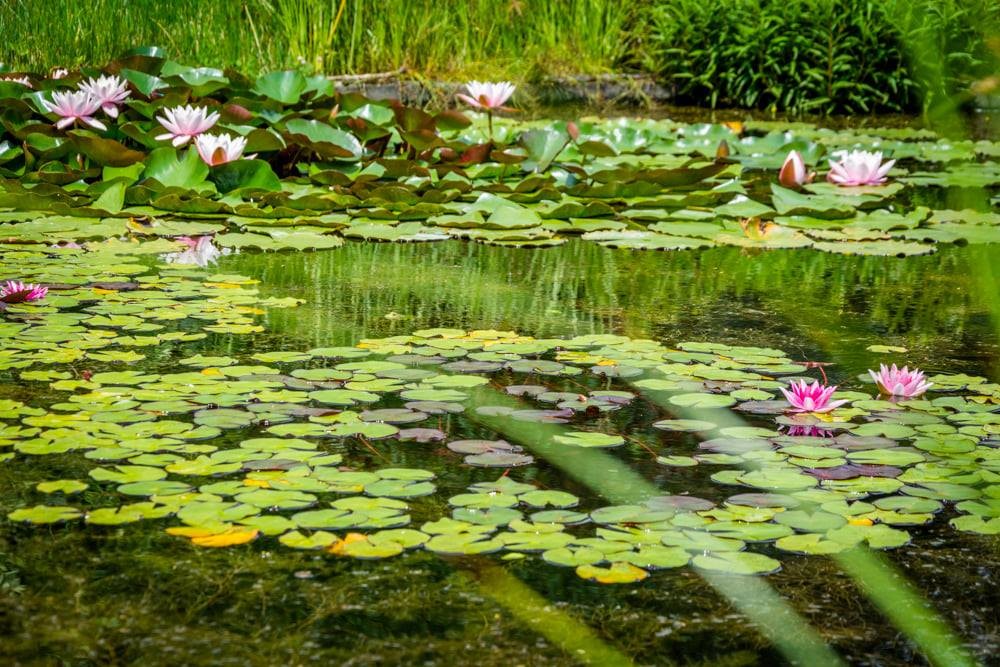 Botanical Garden