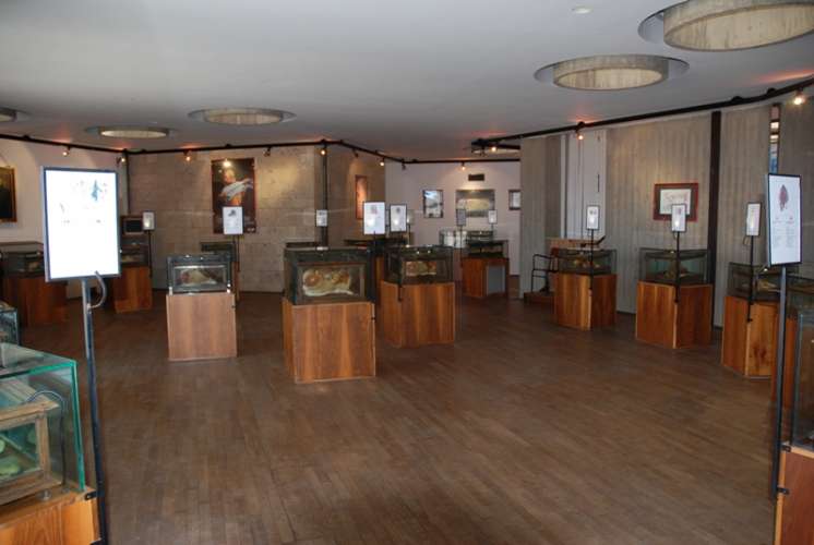 Wax Anatomical Models Museum (Museo delle Cere Anatomiche Clemente Susini) Sightseeing Cagliari