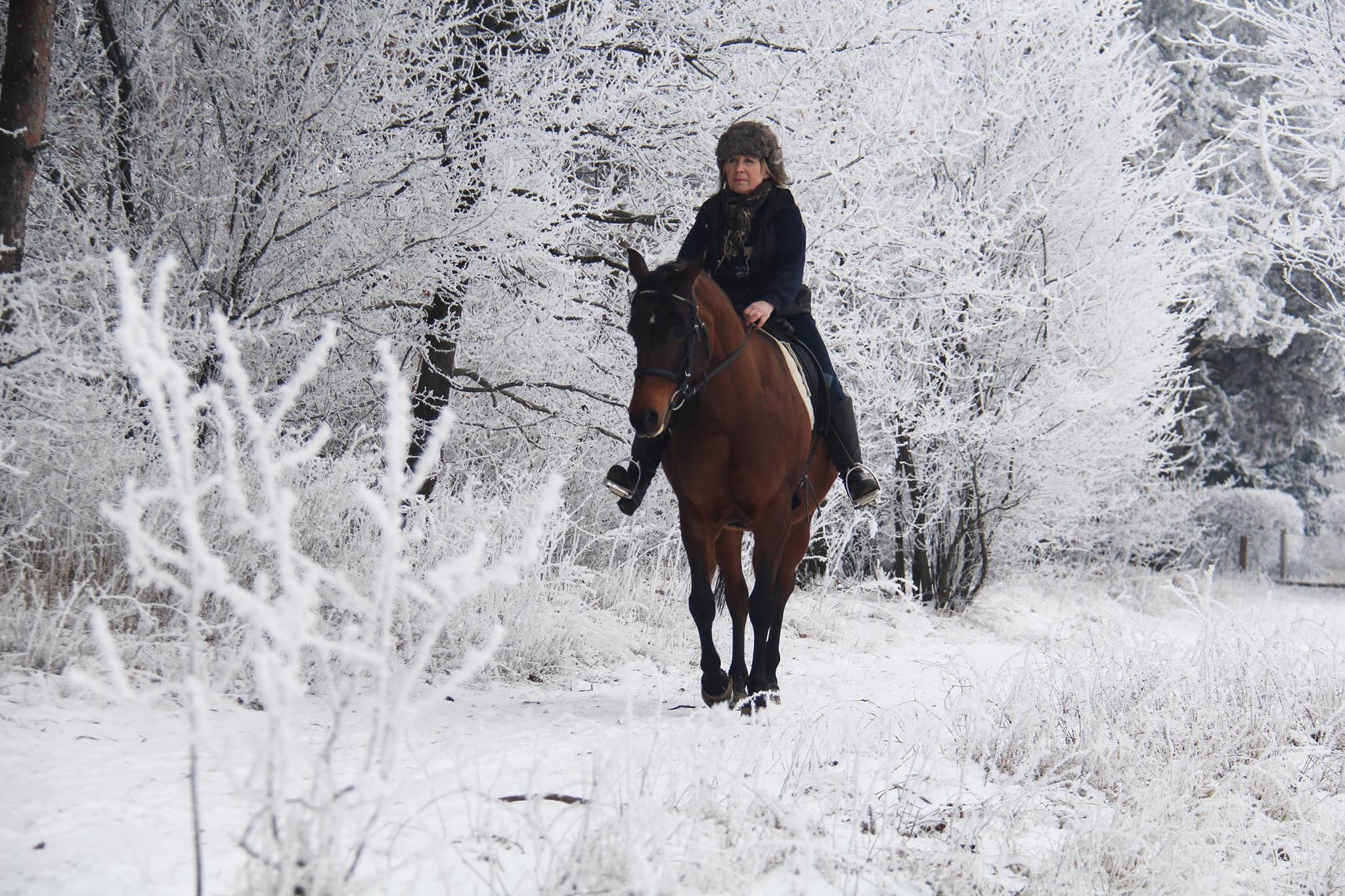 Black Horse