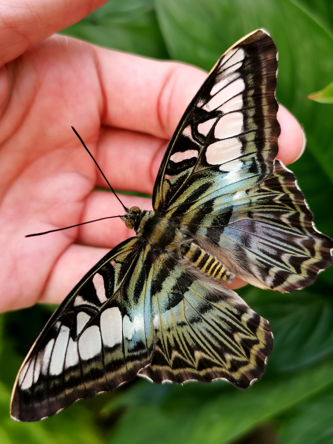 Butterfly House