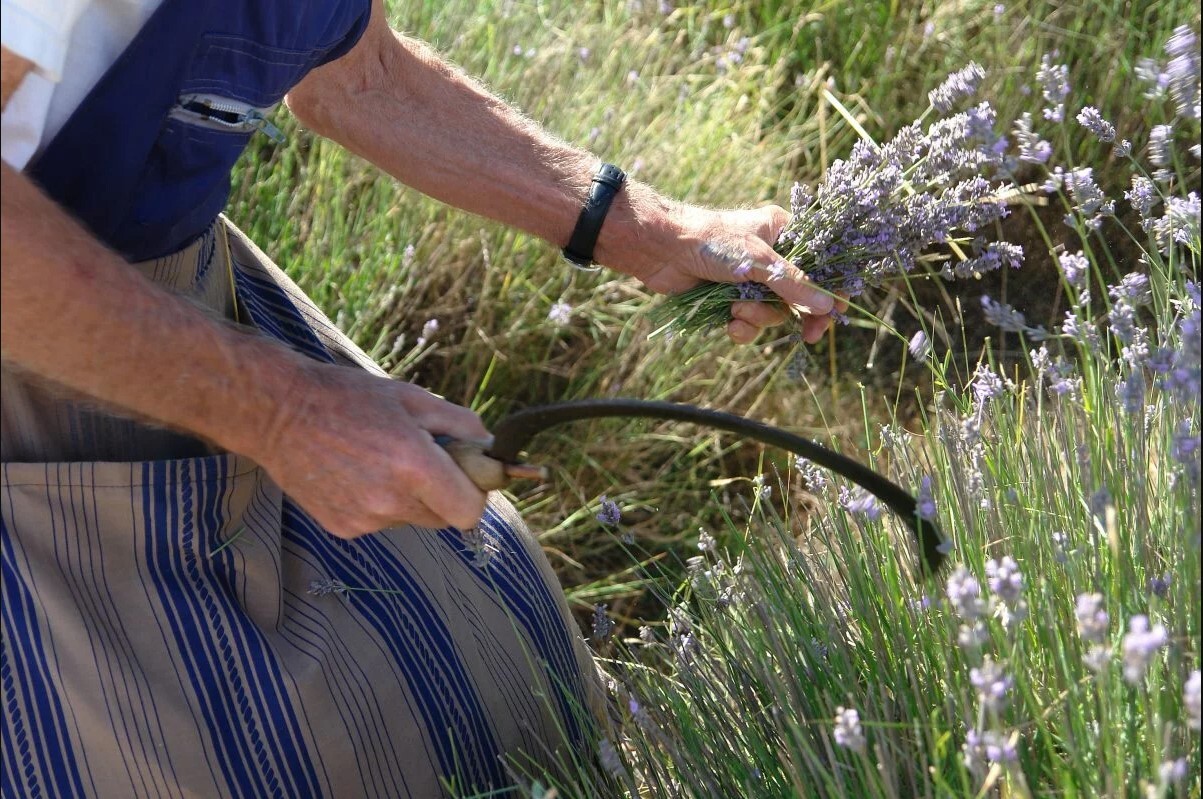 Lavender Festival