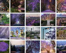 Vote for your favourite jacaranda photo and win – JacarandaInYourPocket 2024