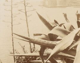 MuFo Lecture: Dalmatia in 1903 & Today