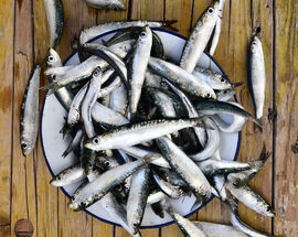 Oily Fish Month in Crikvenica – Taste the Adriatic’s Healthy Tradition