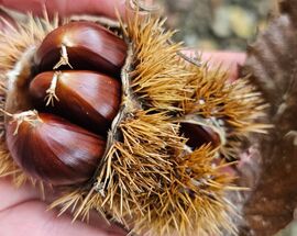 Autumn Escapes Near Zagreb: Two Easy Trails, Two Different Worlds